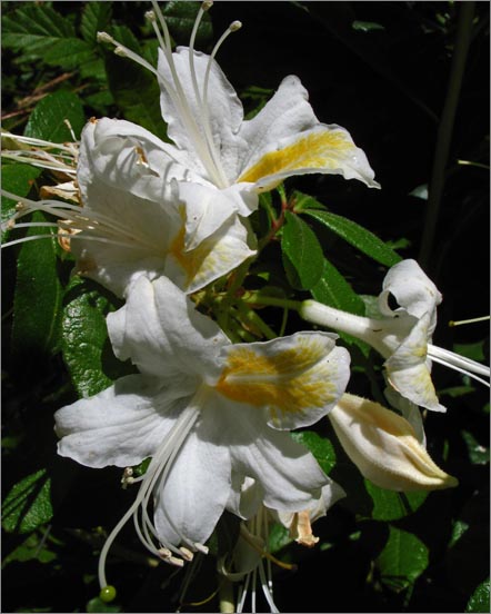 sm 630 Western Azalea.jpg - Western Azalea (Rhododendron occidentale): The 2 bushes we found were about 12' tall.